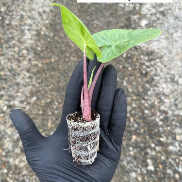 Houseplant Variety Pack