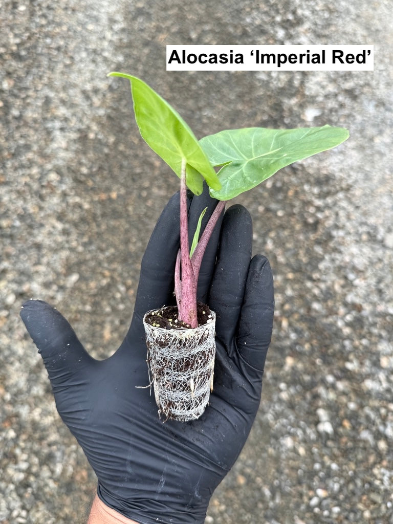 Houseplant Variety Starter Plant 4 Pack - MicroStarts Plant Plugs