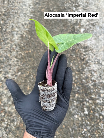 Houseplant Variety Starter Plant 4 Pack - MicroStarts Plant Plugs