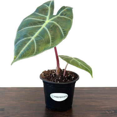 Pink Dragon Alocasia