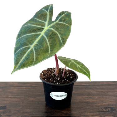 Pink Dragon Alocasia