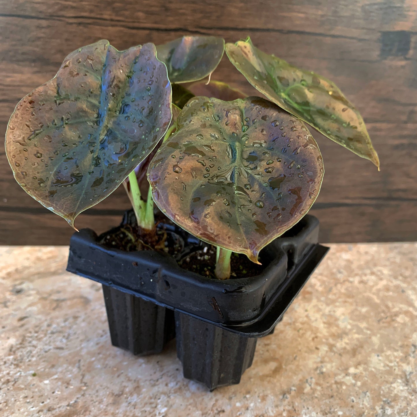 Alocasia cuprea 'Red Secret'