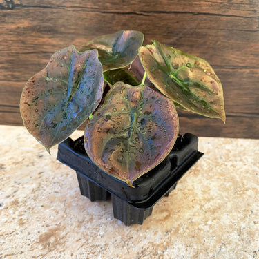 Red Secret Alocasia