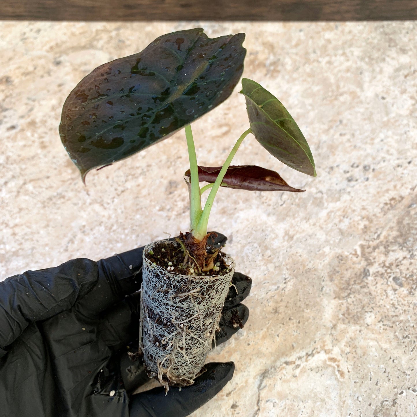 Alocasia cuprea 'Red Secret'