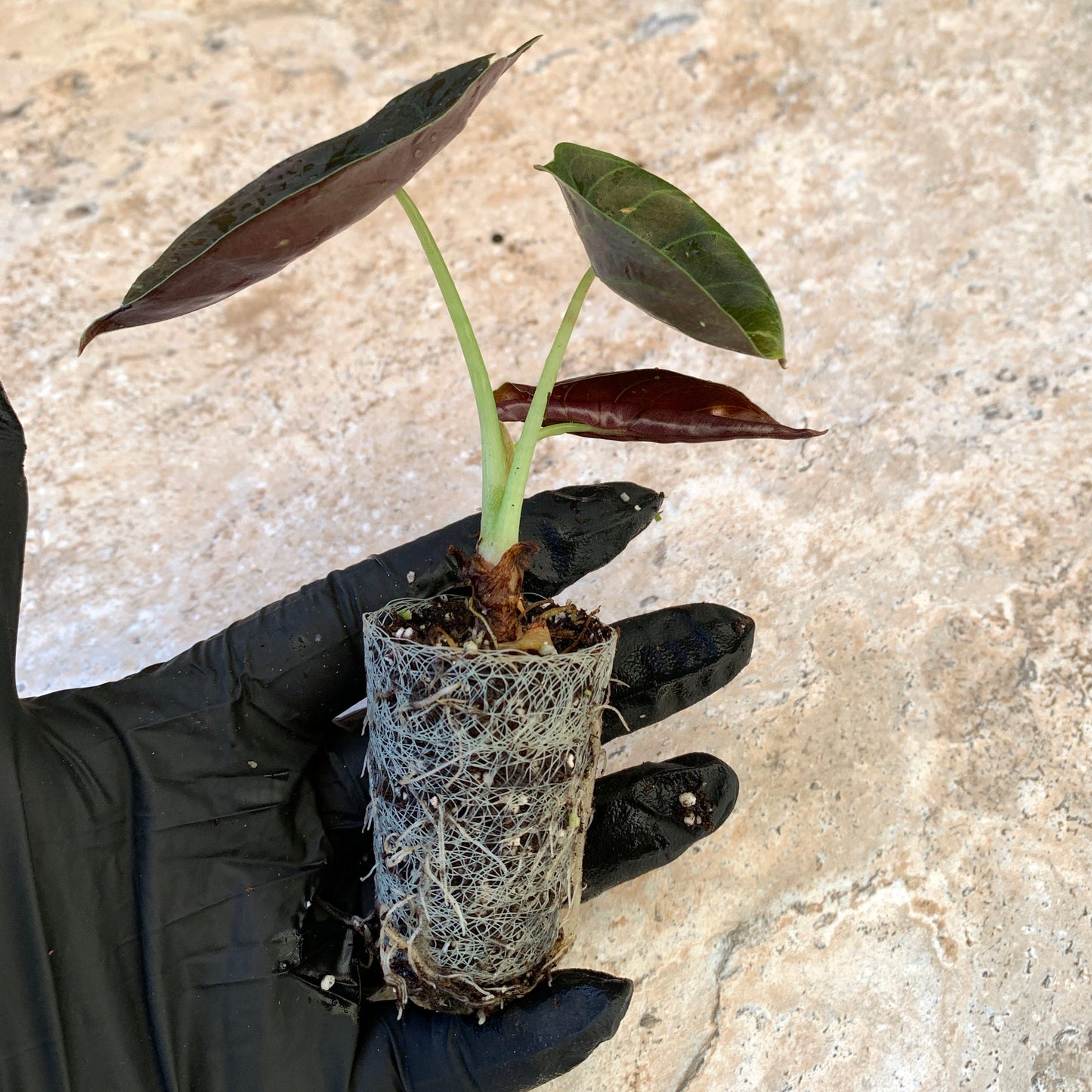 Alocasia cuprea 'Red Secret'