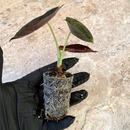 Alocasia cuprea 'Red Secret'