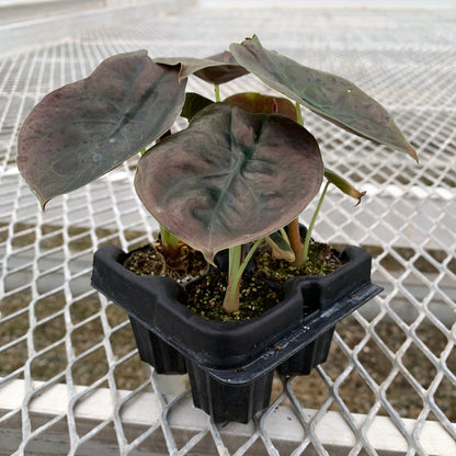 Alocasia cuprea 'Red Secret'