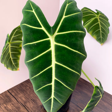 Green Velvet Alocasia