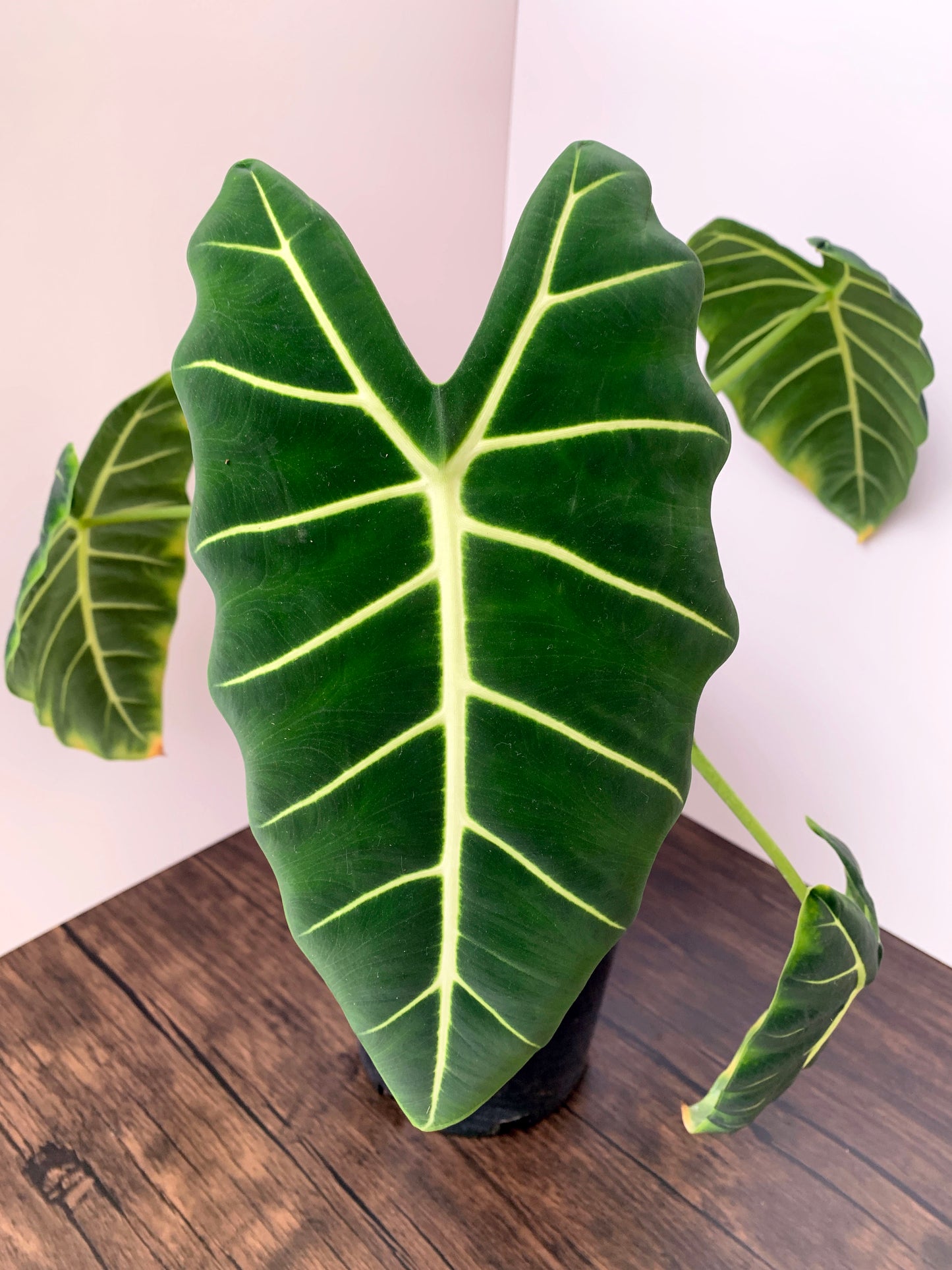 Alocasia micholitziana