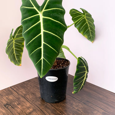 Green Velvet Alocasia