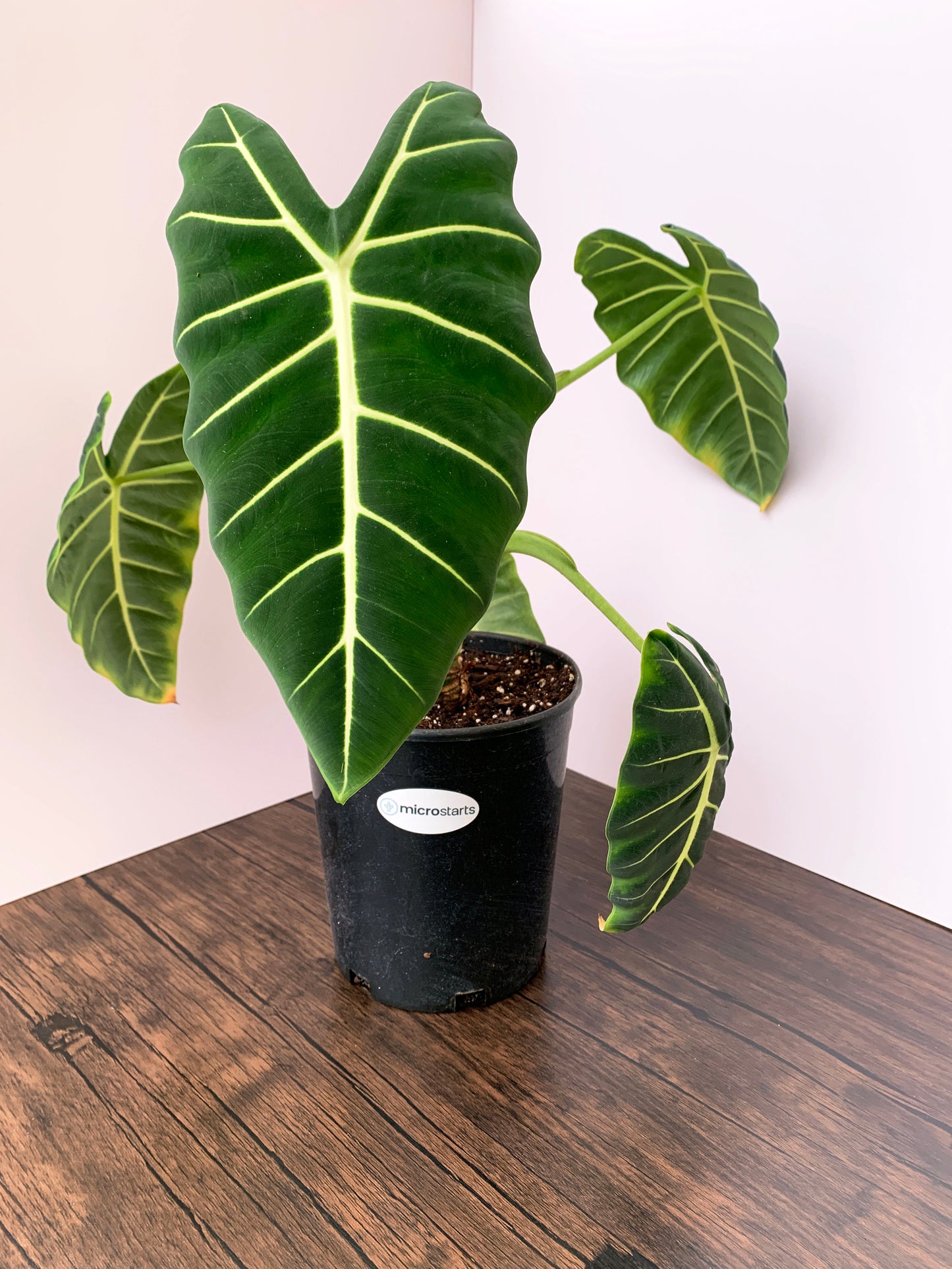 Alocasia micholitziana