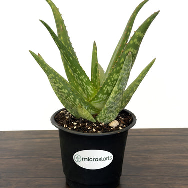 Little Red Riding Hood Aloe
