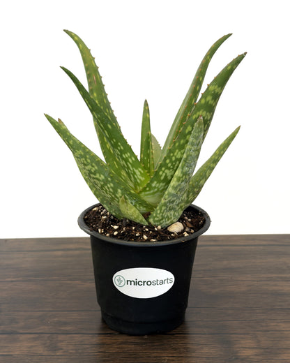 Rooikappie Aloe