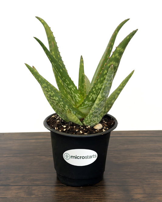 Rooikappie Aloe