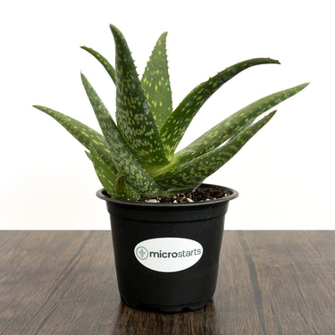 Little Red Riding Hood Aloe