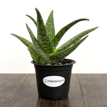 Rooikappie Aloe