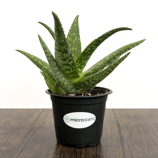 Rooikappie Aloe