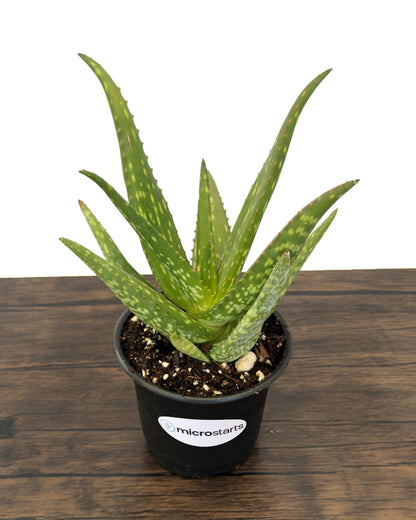 Rooikappie Aloe