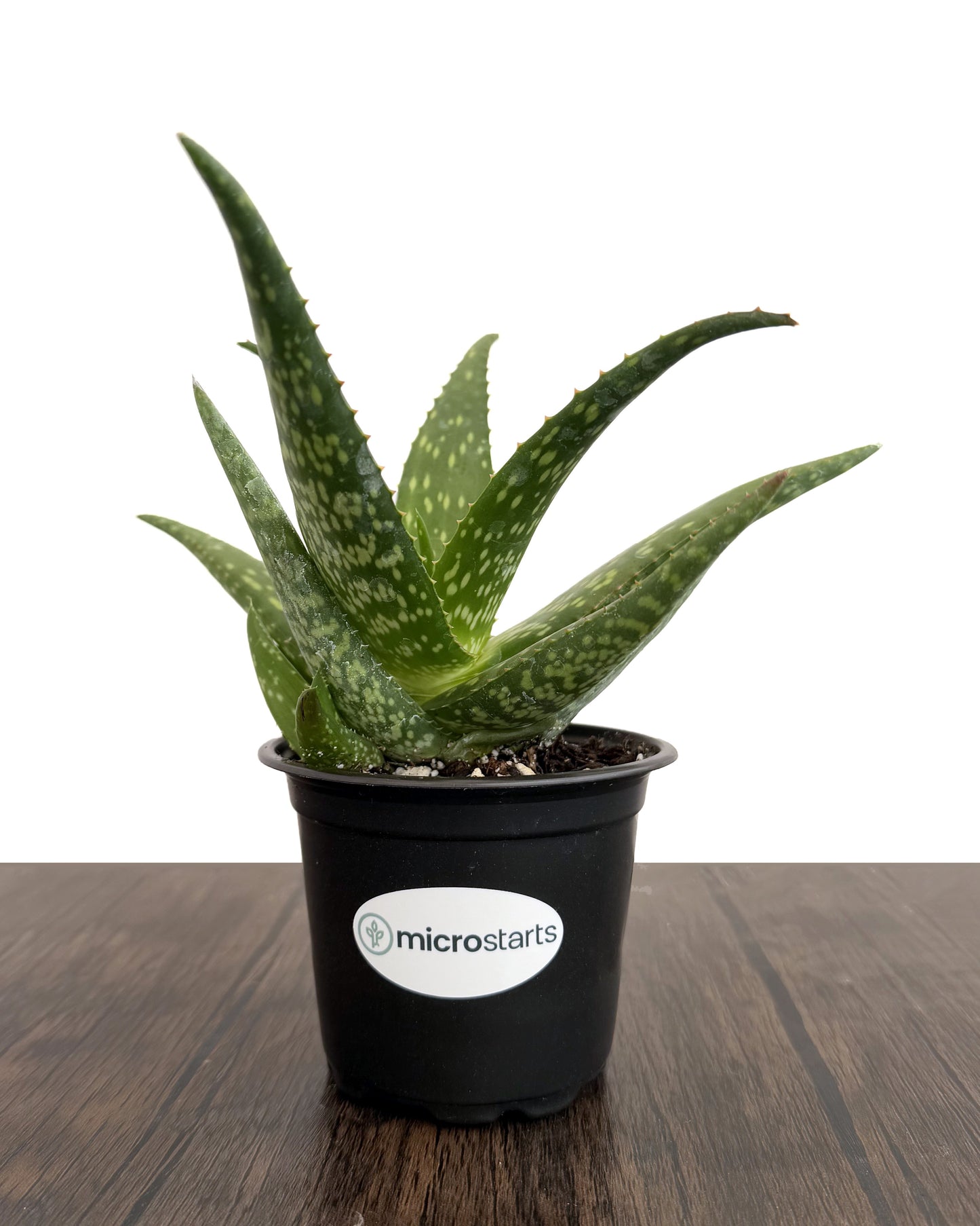 Rooikappie Aloe