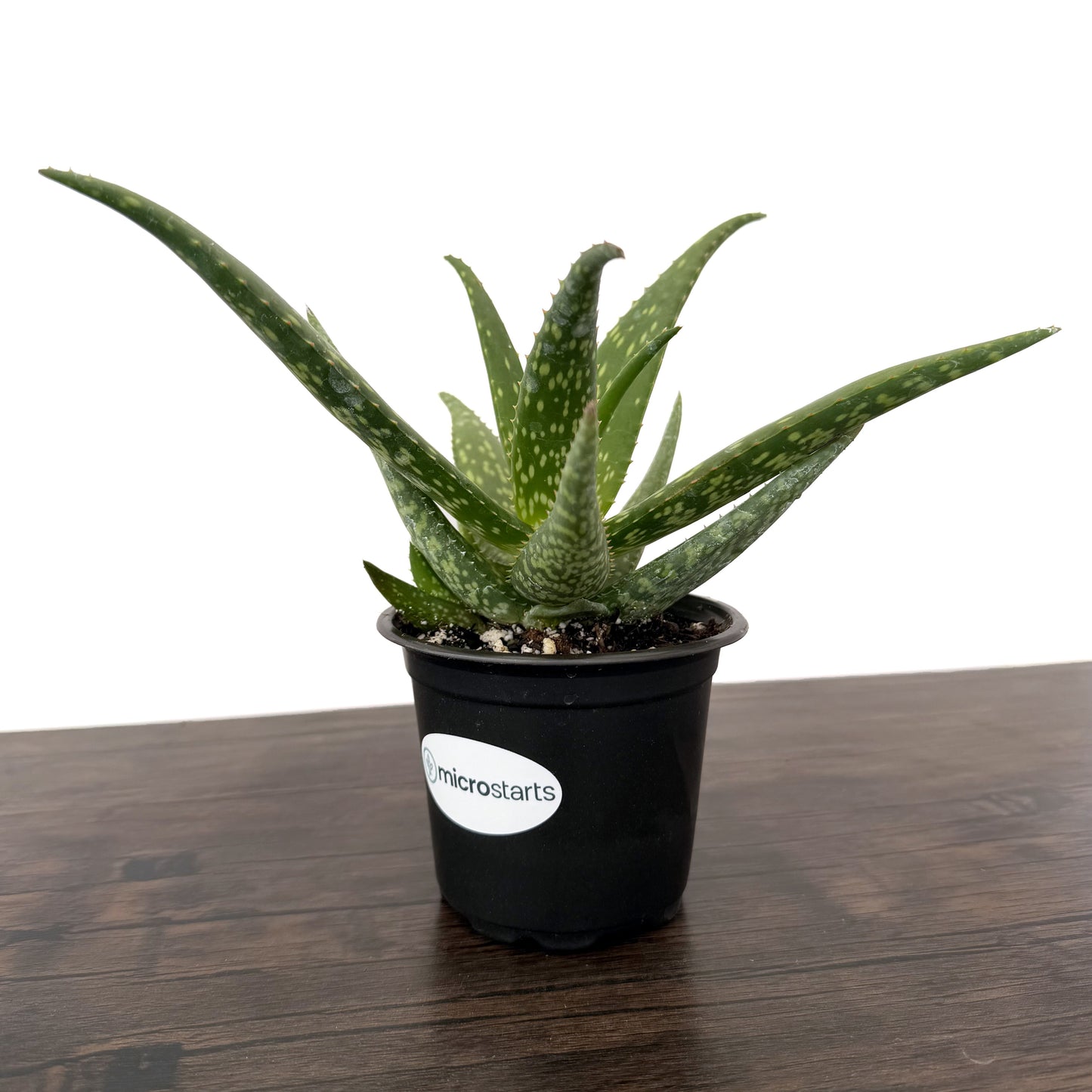 Rooikappie Aloe