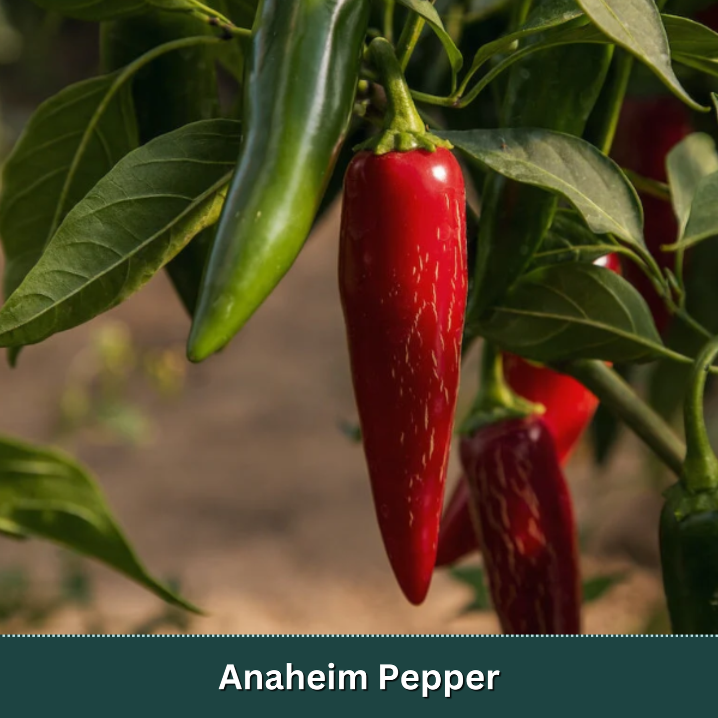 Mix & Match Vegetable Variety Pack