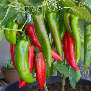 Anaheim Pepper