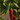 Anaheim Pepper