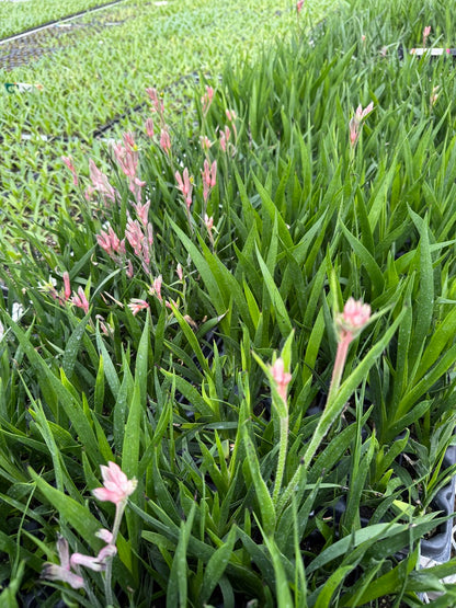 Kangaroo Paw, Anigozanthos 'Bush Ranger' Starter Plants - MicroStarts Plant Plugs 4 Pack