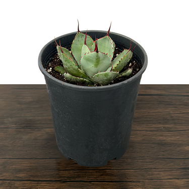 Artichoke Agave