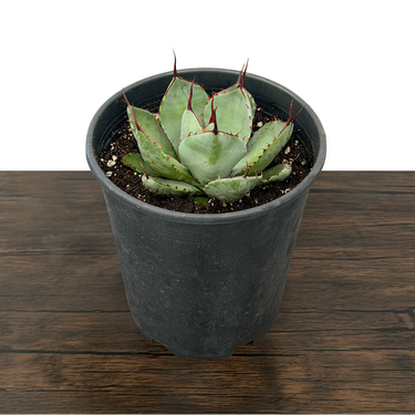 Artichoke Agave