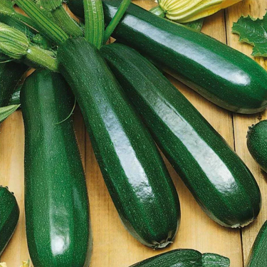 Astia Zucchini Summer Squash