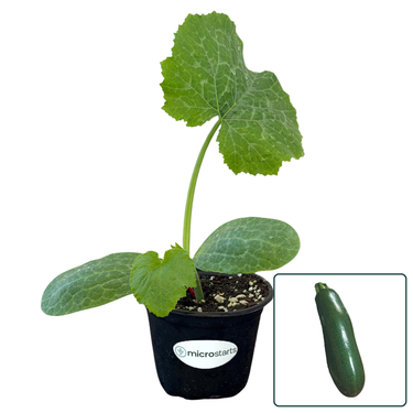 Astia Zucchini Summer Squash 4 inch pot