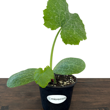 Astia Zucchini Summer Squash