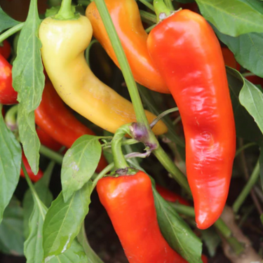 Sweet Banana Pepper