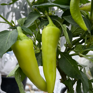 Sweet Banana Pepper