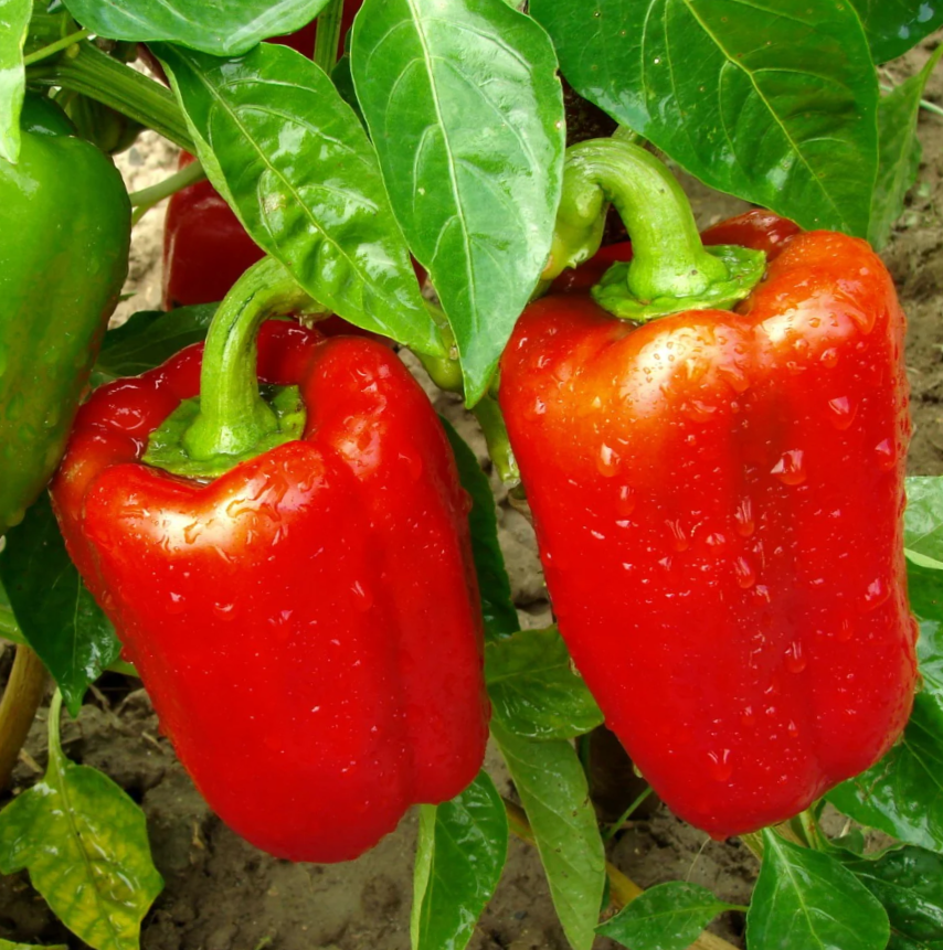 California Wonder Red Bell Pepper