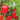 California Wonder Red Bell Pepper