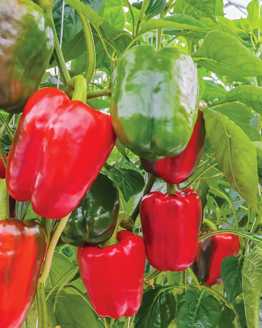 California Wonder Red Bell Pepper