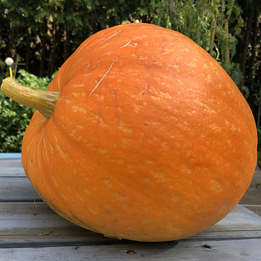 Big Max Pumpkin