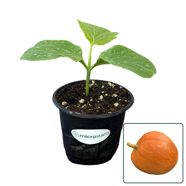 Pumpkin & Squash 4 Inch Starter Plant Variety Pack