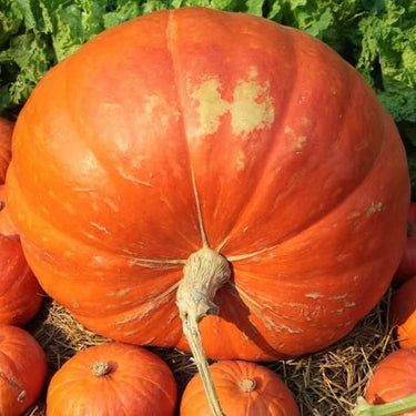 Big Max Pumpkin
