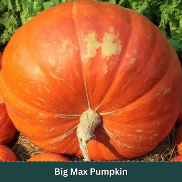 Pumpkin & Squash 4 Inch Starter Plant Variety Pack