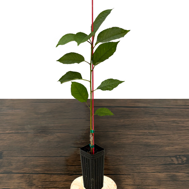 Bing Cherry Tree