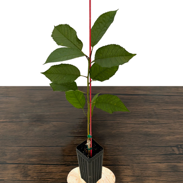Bing Cherry Tree