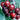 Dark red Bing cherries handing on a tree, waiting to be picked.