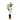 Bing Cherry Tree