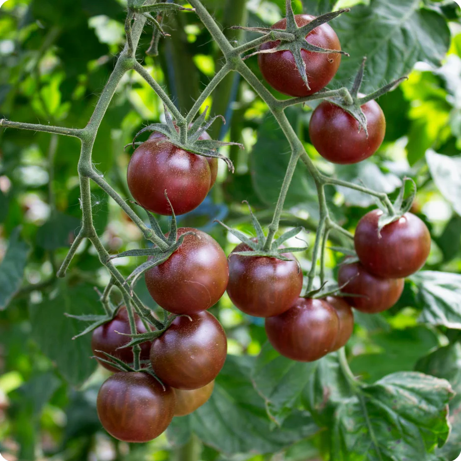 Black Cherry Tomato