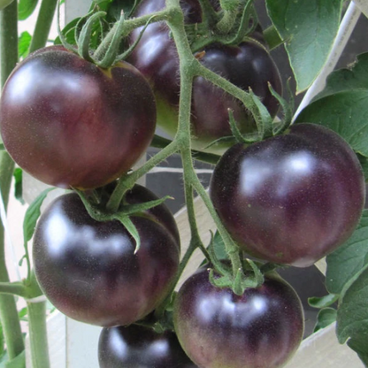 Black Cherry Tomato