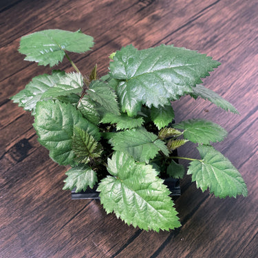 Sweet-Ark Caddo Blackberry