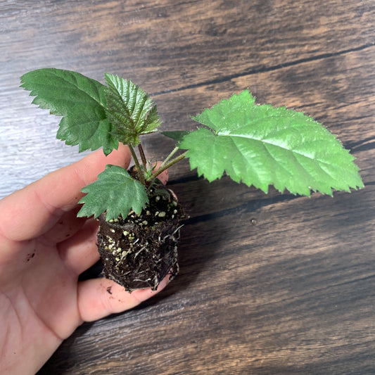 Prime-Ark Traveler Blackberry